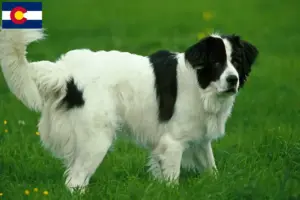 Read more about the article Landseer breeders and puppies in Colorado