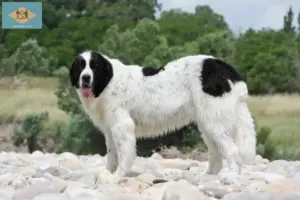 Read more about the article Landseer breeders and puppies in Delaware