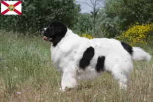 Read more about the article Landseer breeders and puppies in Florida