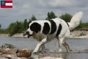 Read more about the article Landseer breeders and puppies in Georgia