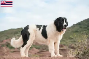 Read more about the article Landseer breeders and puppies in Hawaii