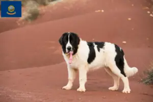 Read more about the article Landseer breeders and puppies in Idaho