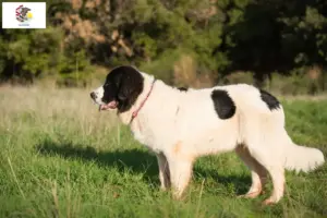 Read more about the article Landseer breeders and puppies in Illinois
