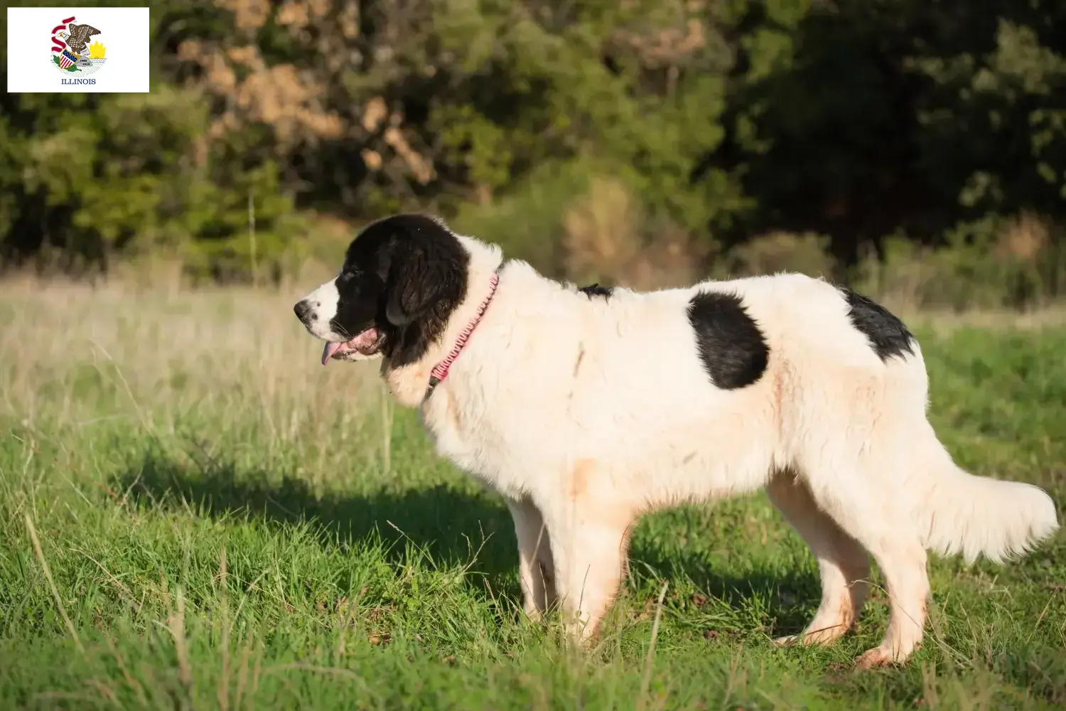 Landseer puppies and breeders Illinois Find Landseer breeders in Illinois here.