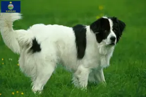 Read more about the article Landseer breeders and puppies in Kansas