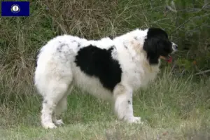 Read more about the article Landseer breeders and puppies in Kentucky
