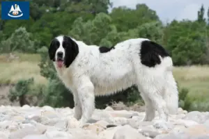 Read more about the article Landseer breeders and puppies in Louisiana