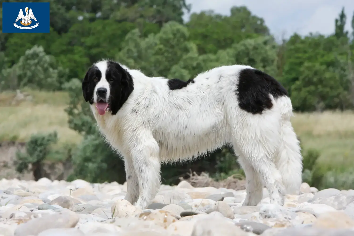 Landseer puppies and breeder Louisiana Find Landseer breeders in Louisiana here.