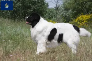 Read more about the article Landseer breeders and puppies in Maine