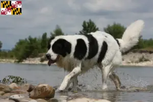 Read more about the article Landseer breeders and puppies in Maryland