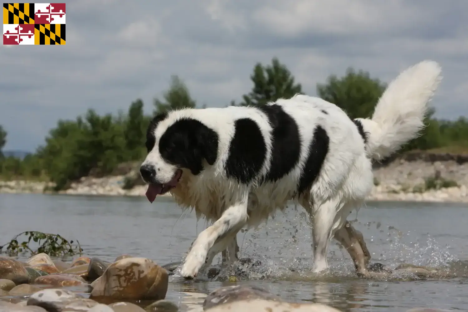 Landseer puppies and breeder Maryland Find Landseer breeders in Maryland here.