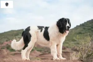 Read more about the article Landseer breeders and puppies in Massachusetts