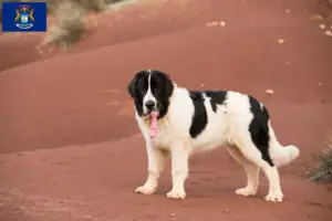 Read more about the article Landseer breeders and puppies in Michigan