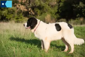 Read more about the article Landseer breeders and puppies in Minnesota