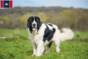 Read more about the article Landseer breeders and puppies in Mississippi
