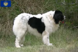 Read more about the article Landseer breeders and puppies in Nebraska