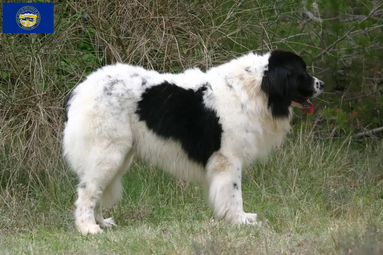 Landseer puppies and breeder Nebraska Find Landseer breeders in Nebraska here.