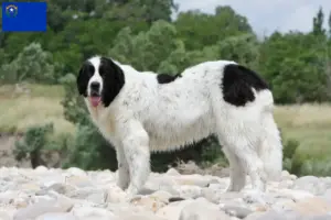Read more about the article Landseer breeders and puppies in Nevada