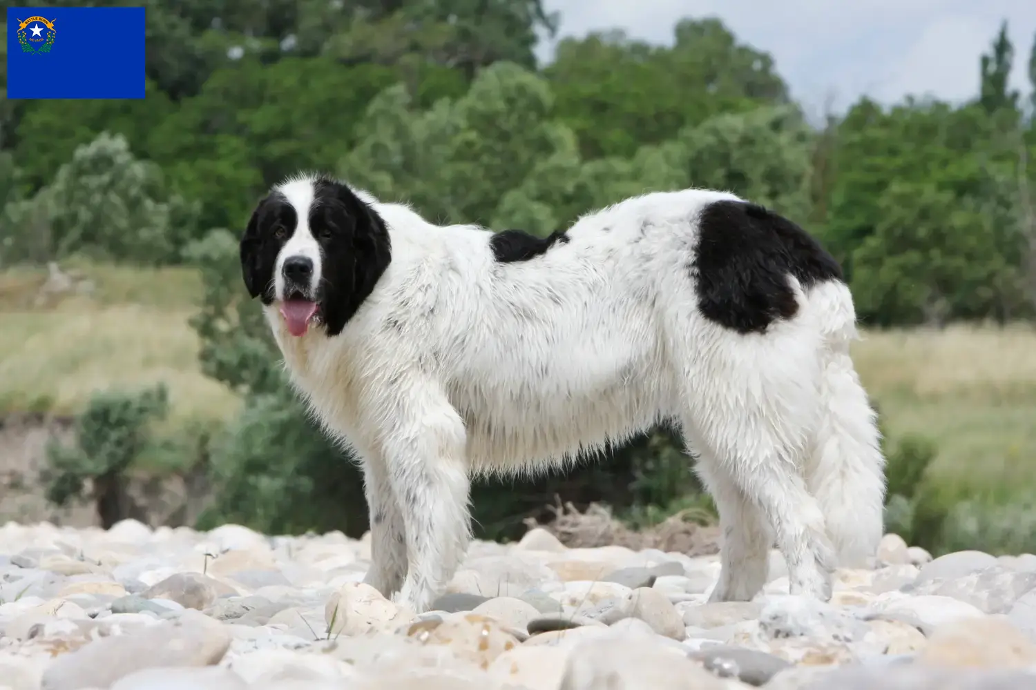 Landseer puppies and breeder Nevada Find Landseer breeders in Nevada here.