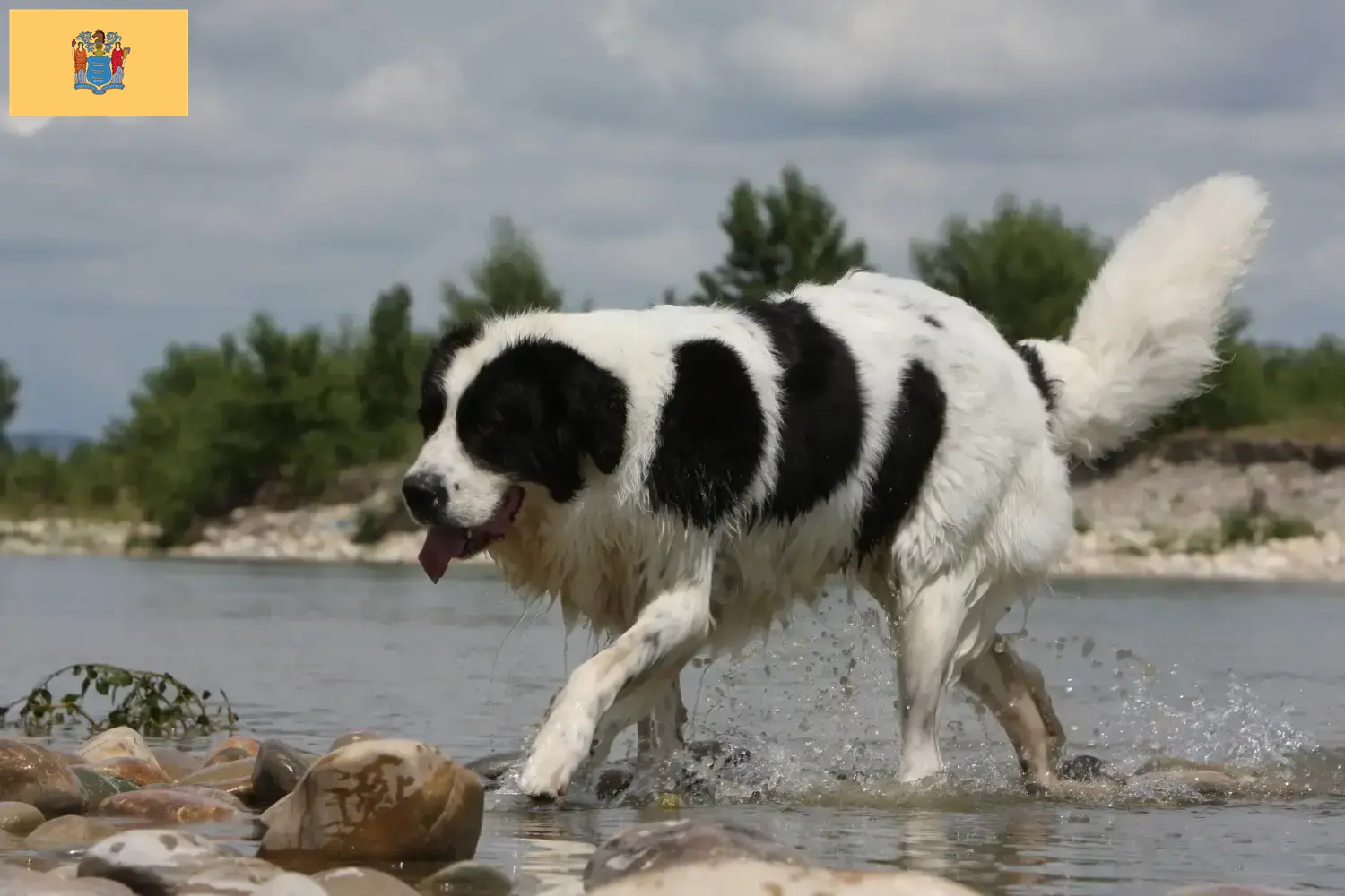 Landseer puppies and breeders New Jersey Find Landseer breeders in New Jersey here.