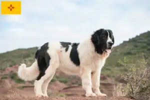 Read more about the article Landseer breeders and puppies in New Mexico