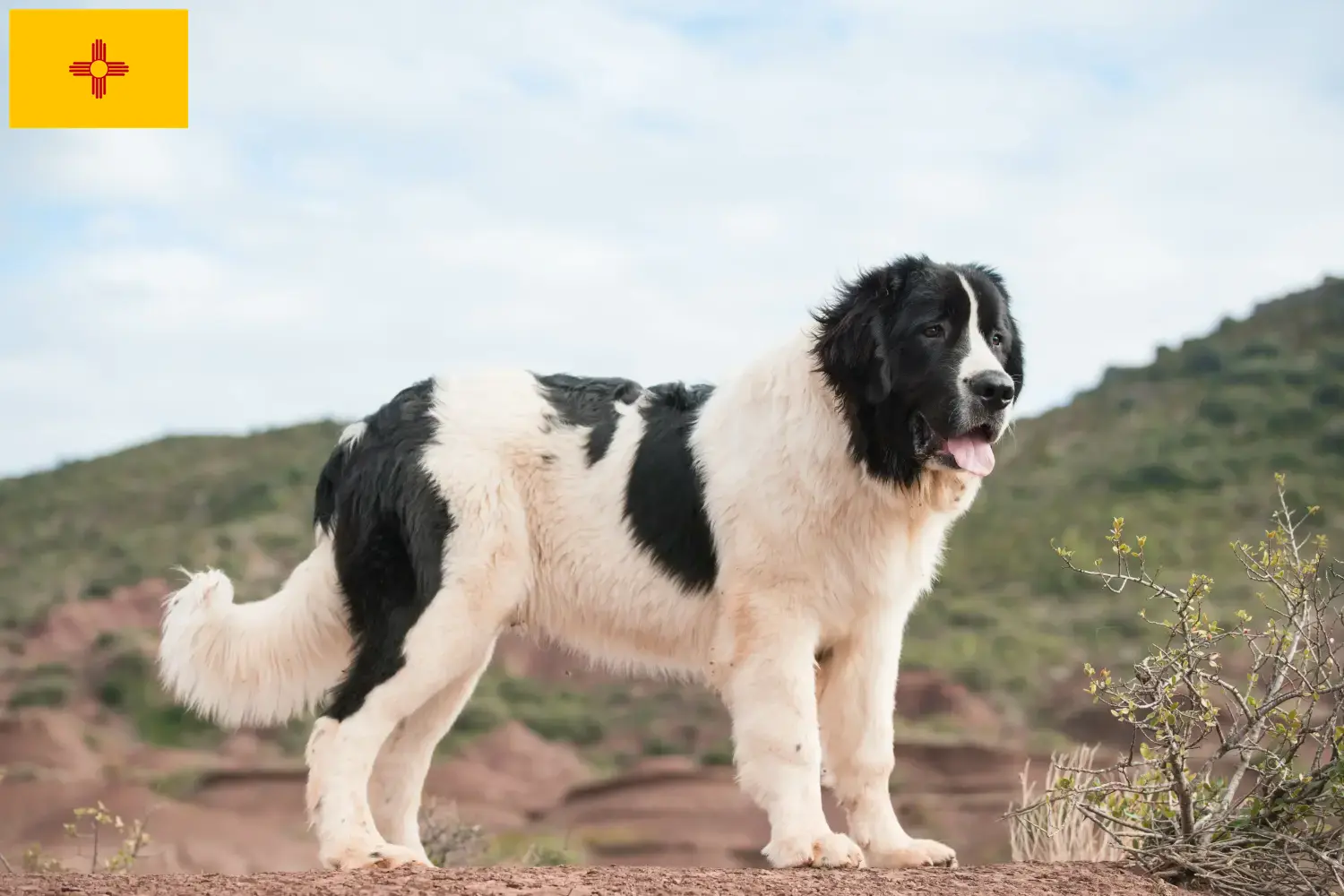 Landseer puppies and breeder New Mexico Find Landseer breeders in New Mexico here.