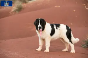 Read more about the article Landseer breeders and puppies in New York