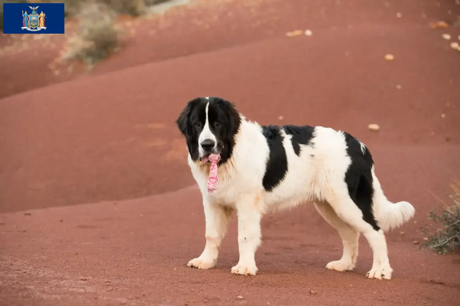 Landseer puppies and breeder New York Find Landseer breeders in New York here.