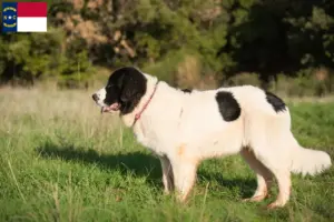 Read more about the article Landseer breeders and puppies in North Carolina