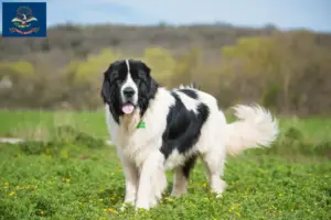 Read more about the article Landseer breeders and puppies in North Dakota