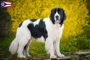 Read more about the article Landseer breeders and puppies in Ohio
