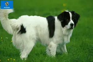 Read more about the article Landseer breeders and puppies in Oklahoma
