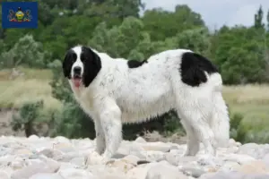 Read more about the article Landseer breeders and puppies in Pennsylvania