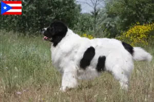 Read more about the article Landseer breeders and puppies in Puerto Rico