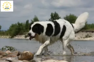 Read more about the article Landseer breeders and puppies in Rhode Island
