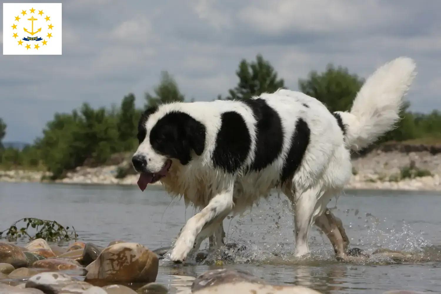 Landseer puppies and breeders Rhode Island Find Landseer breeders in Rhode Island here.