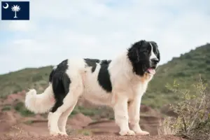 Read more about the article Landseer breeders and puppies in South Carolina