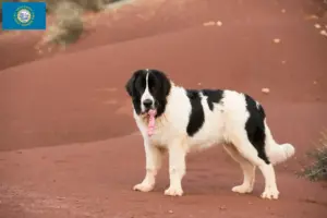 Read more about the article Landseer breeders and puppies in South Dakota