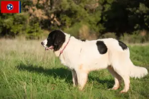 Read more about the article Landseer breeders and puppies in Tennessee