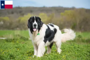 Read more about the article Landseer breeders and puppies in Texas