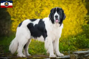 Read more about the article Landseer breeders and puppies in Utah