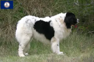Read more about the article Landseer breeders and puppies in Virginia
