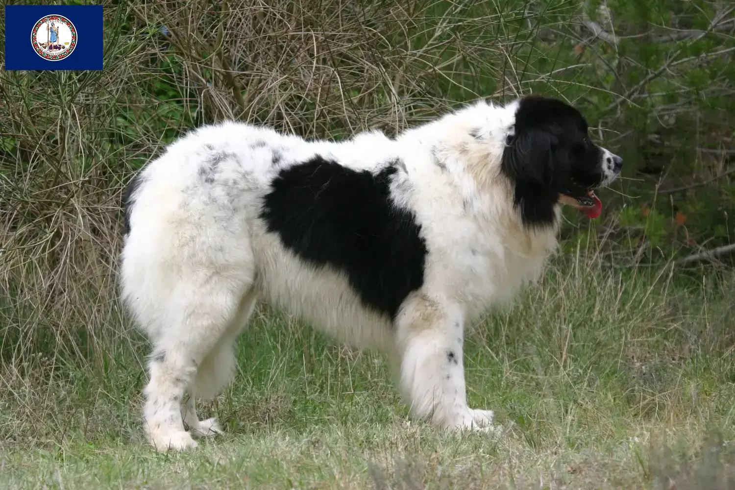 Landseer puppies and breeder Virginia Find Landseer breeders in Virginia here.