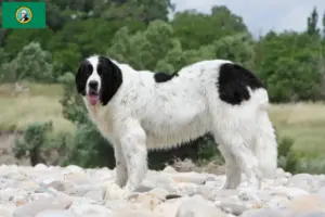 Read more about the article Landseer breeders and puppies in Washington