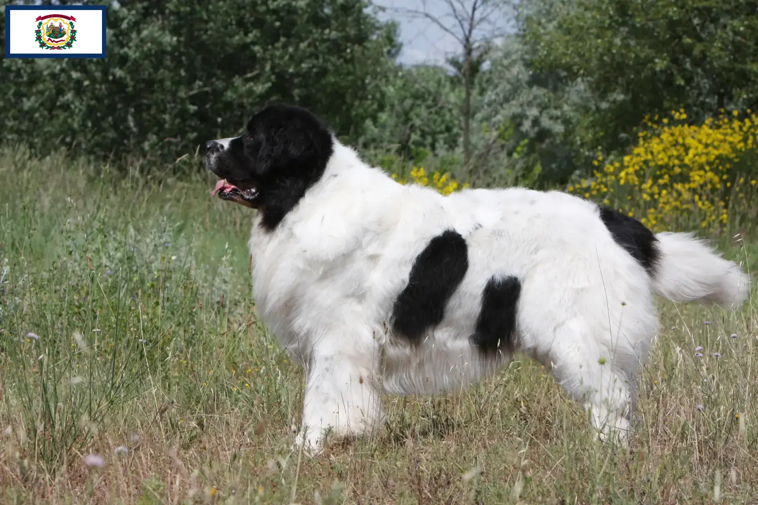 Landseer puppies and breeder West Virginia Find Landseer breeders in West Virginia here.