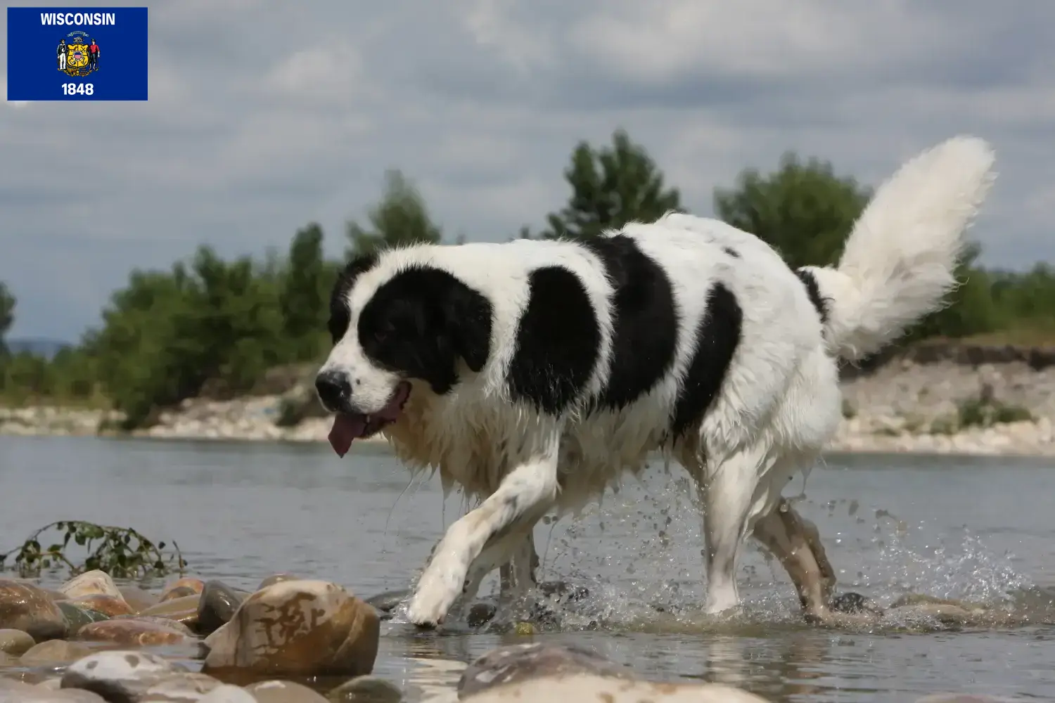 Landseer puppies and breeders Wisconsin Find Landseer breeders in Wisconsin here.