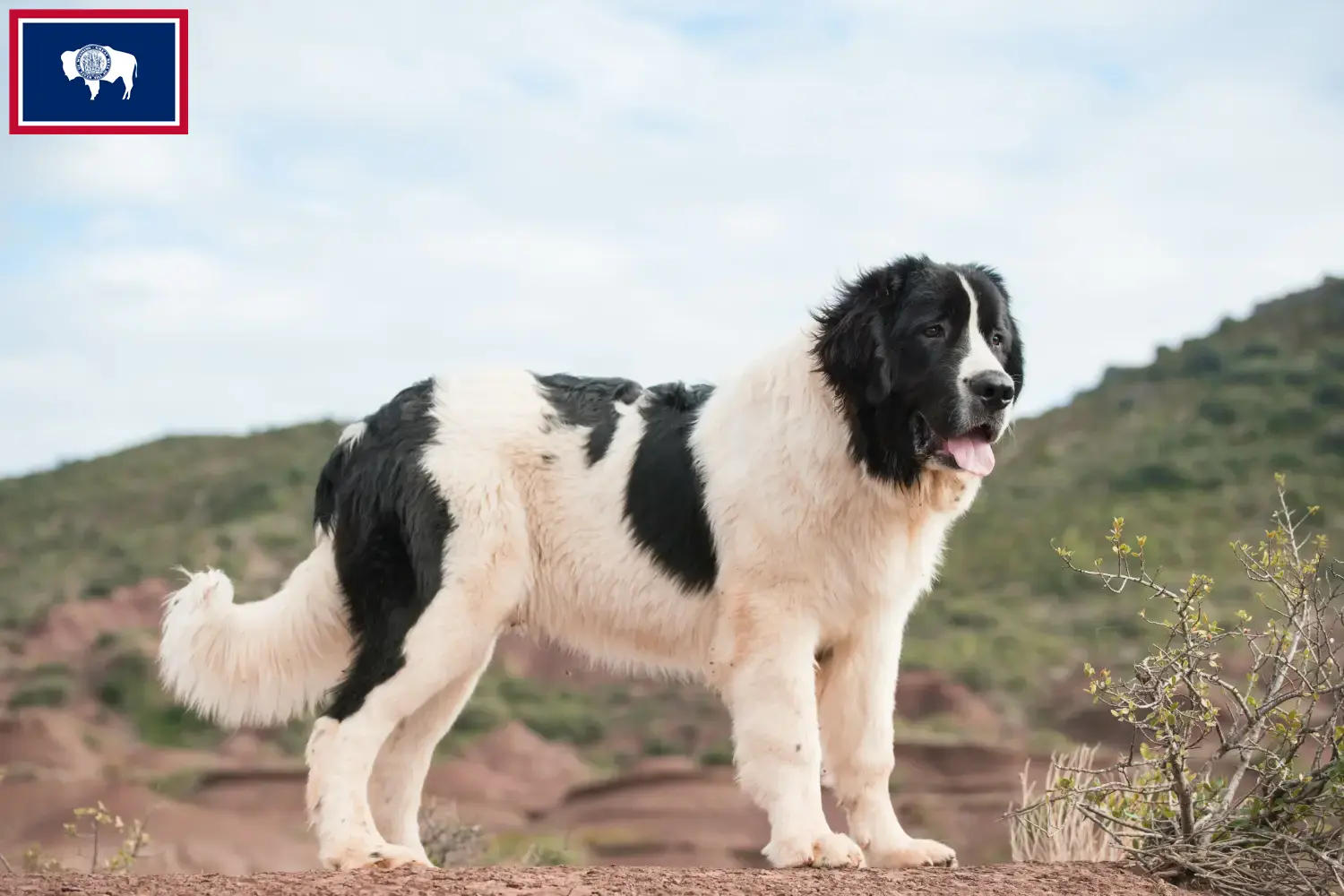 Landseer puppies and breeders Wyoming Find Landseer breeders in Wyoming here.
