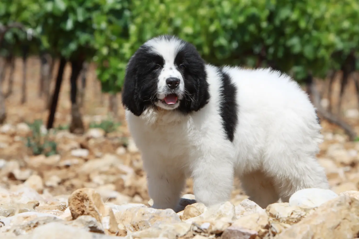 Buying a Landseer puppy means taking responsibility! Buy Landseer puppies.