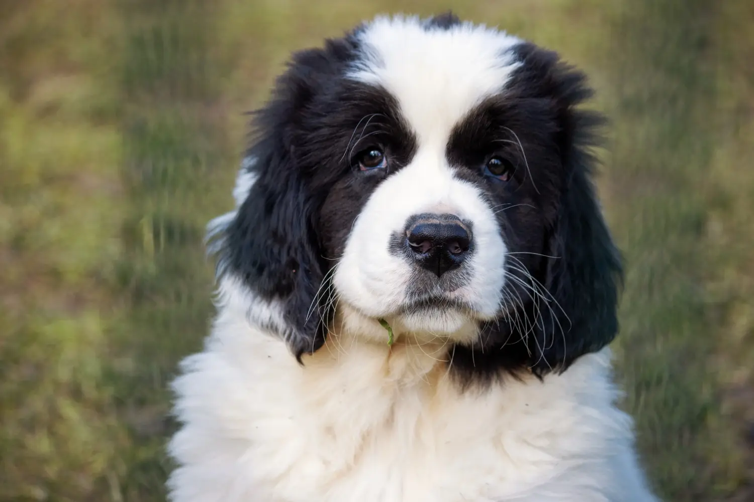 Buying a Landseer puppy means taking responsibility! Buy Landseer puppies.