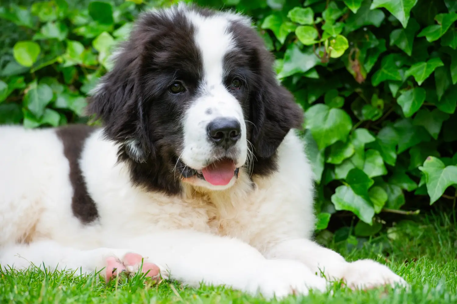 Buying a Landseer puppy means taking responsibility! Buy Landseer puppies.